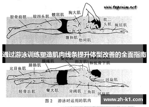 通过游泳训练塑造肌肉线条提升体型改善的全面指南